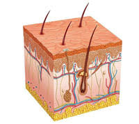Dermatología